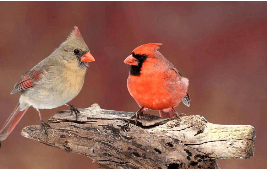 Clipart:4kfx8x7s7ku= Cardinal