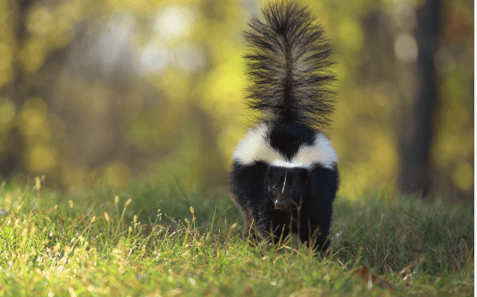 Clipart:1oufk7dffhm= Skunk