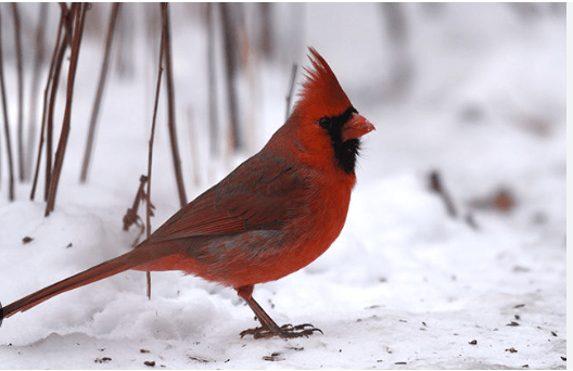 Clipart:4kfx8x7s7ku= Cardinal