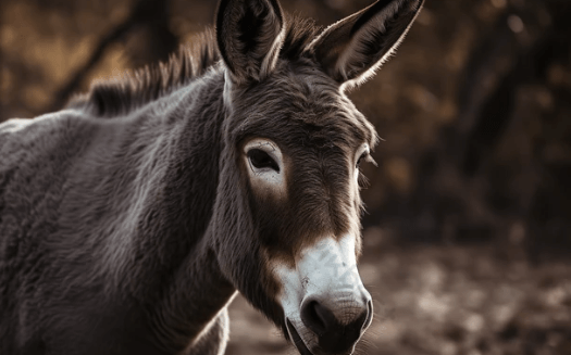 Clipart:-O4s5rf1tpy= Donkey