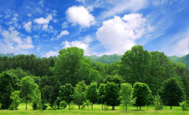 Clipart:8ps_Y20rbbo= Trees