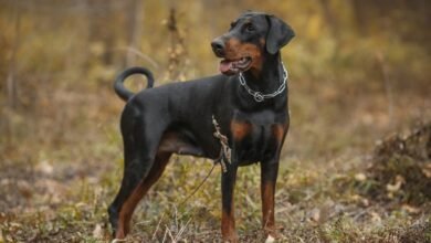 10 Psychology Principles for Doberman Breeders in Kentucky