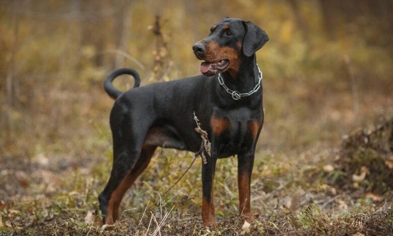 10 Psychology Principles for Doberman Breeders in Kentucky