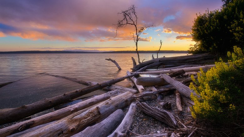 Planning Your Dream Trip to Camano Island in Washington