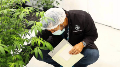 The Rise of Strategic Cannabis Marketing