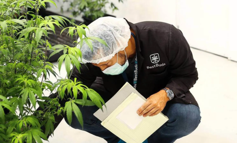 The Rise of Strategic Cannabis Marketing