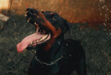 digital activity summary alerts