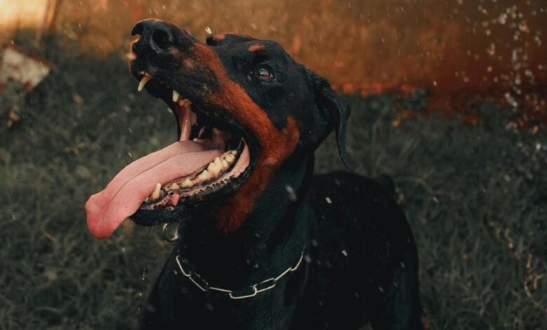 digital activity summary alerts